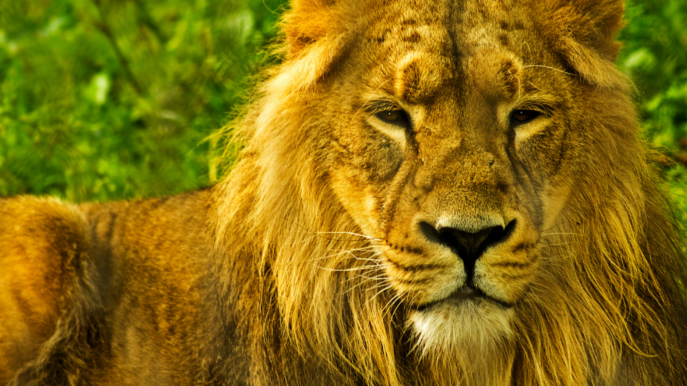 Chester Zoo Lions, the Beaches Hotel, prestatyn