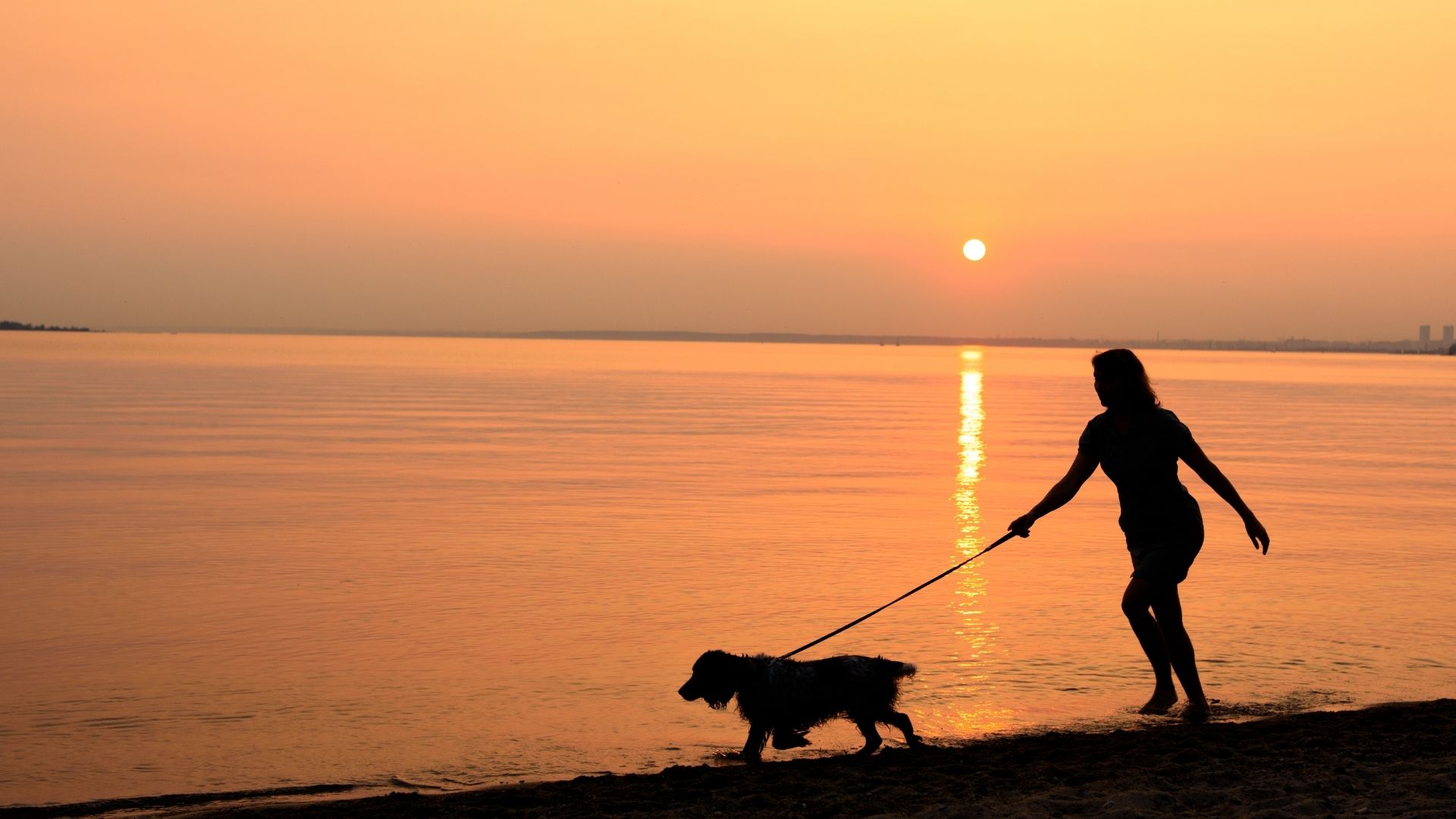 Walks With Your Dog in Prestatyn Near The Beaches Hotel