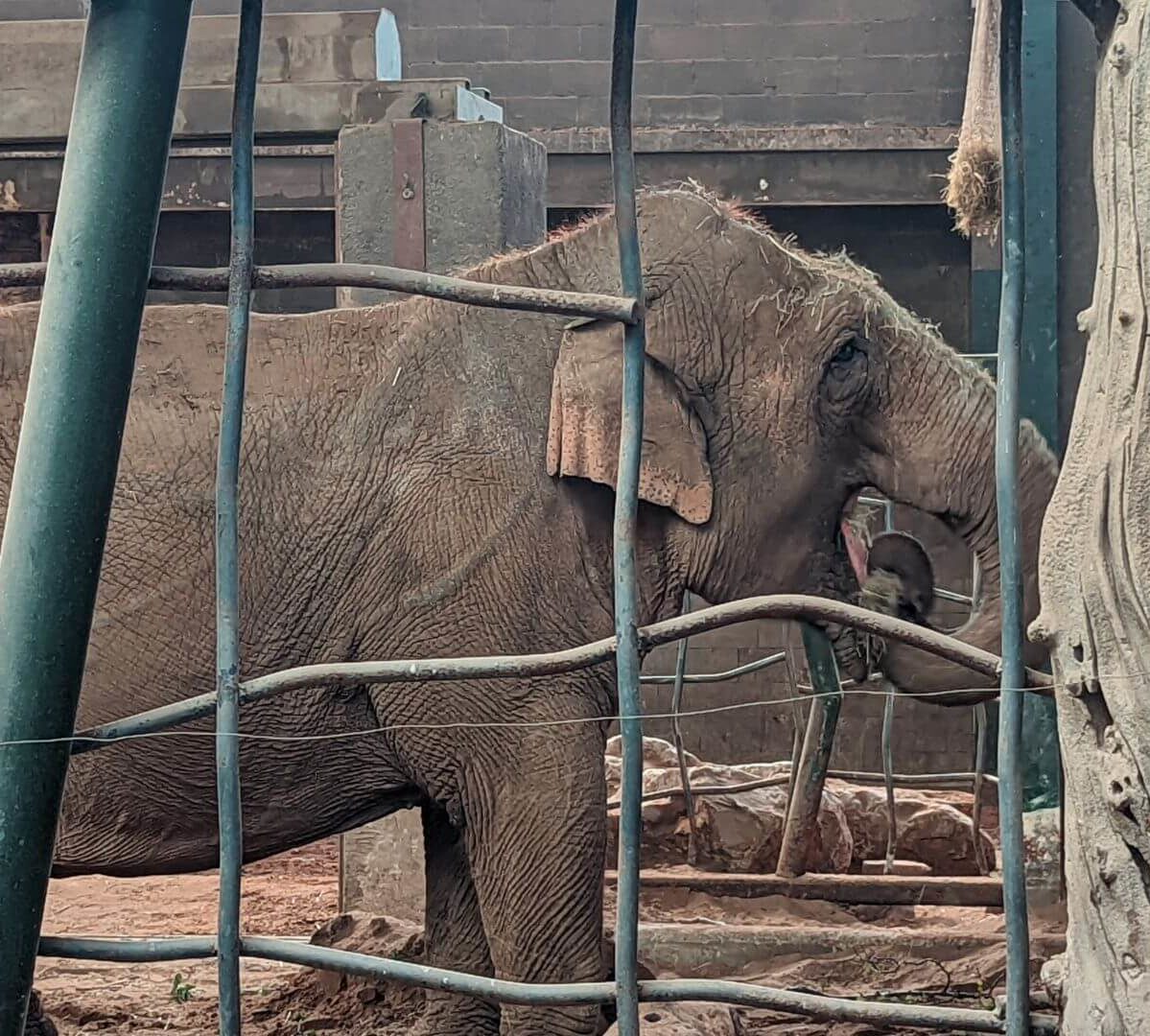 Chester Zoo Near The Beaches Hotel, Prestatyn Wales