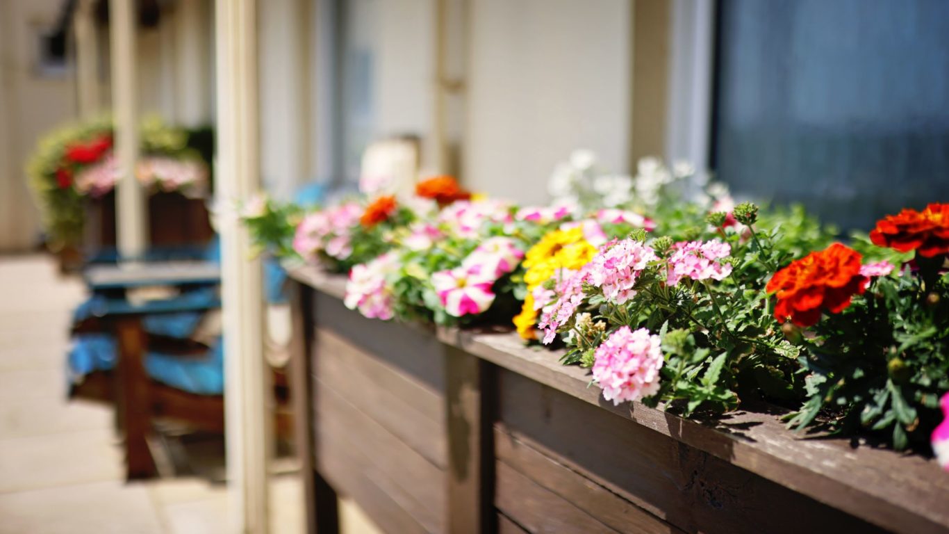 Outside Flowers