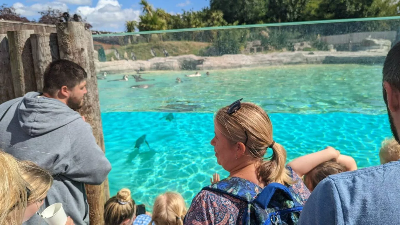 Penguins Chester Zoo