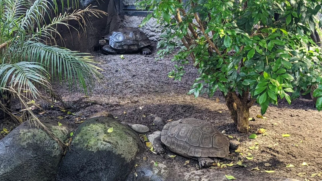 Tortoises Chester Zoo
