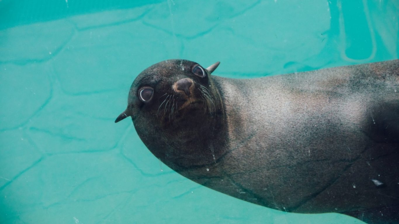 SeaQuarium Rhyl