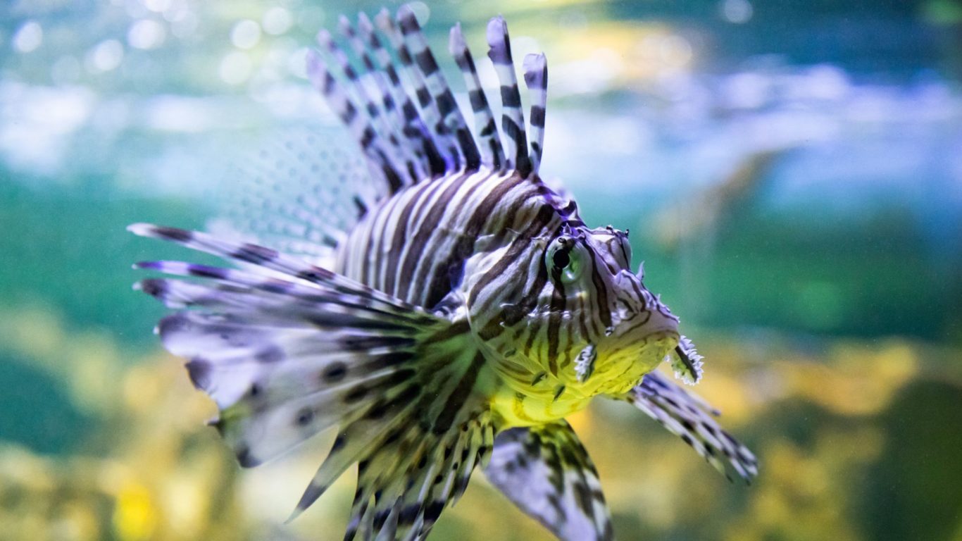 SeaQuarium Rhyl