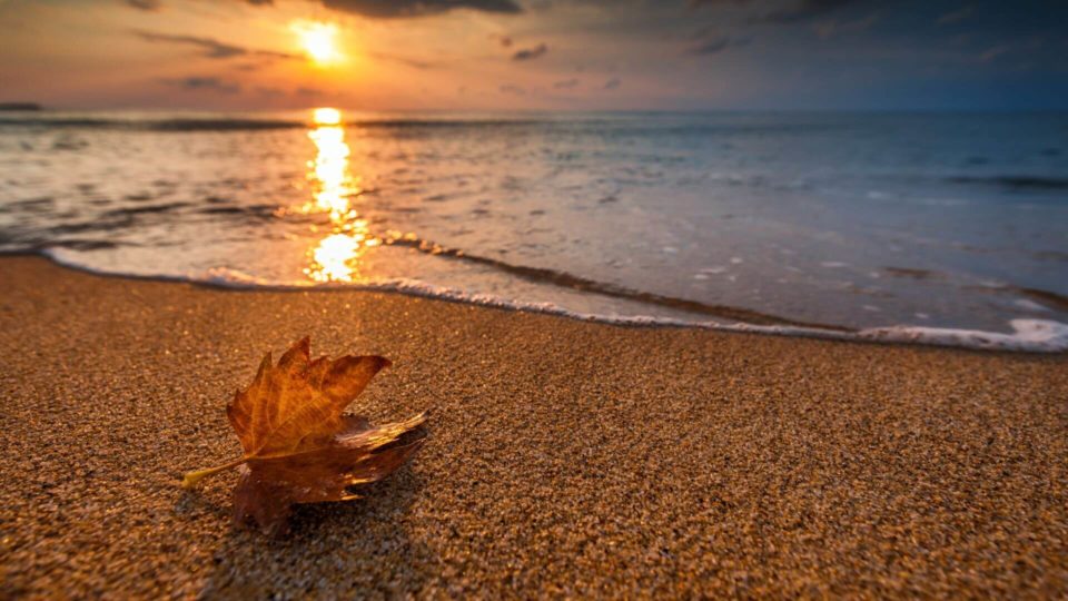 Autumn Leaves on Beach