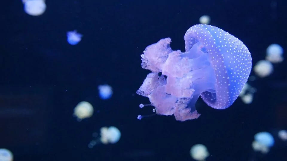Anglesey Sea Zoo
