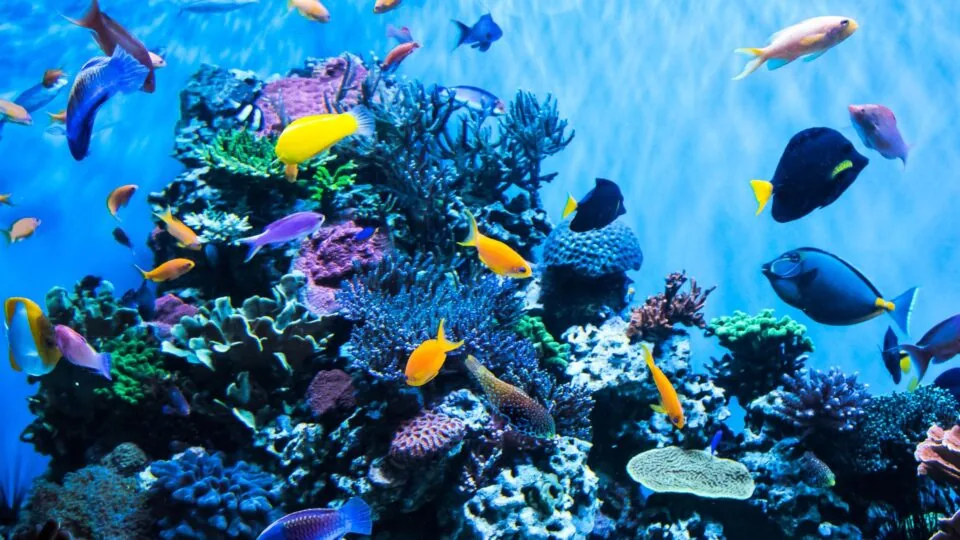 Beaches Aquarium Image Stock